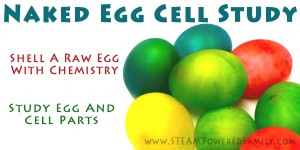 Naked Egg Cell Unit Study - Learn about cells and eggs in this cool experiment involving permeability, cell structures, chemistry and more.