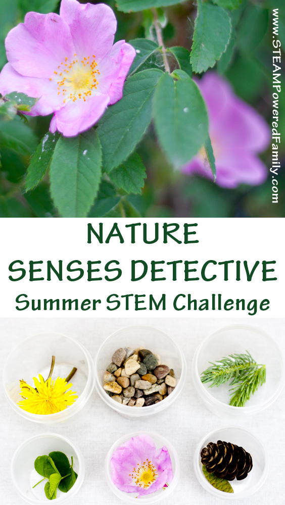 This sensory exploration activity is a wonderful way to get outside, get into nature and embrace a few moments of mindfulness. Enjoy being a Nature Senses Detective! via @steampoweredfam