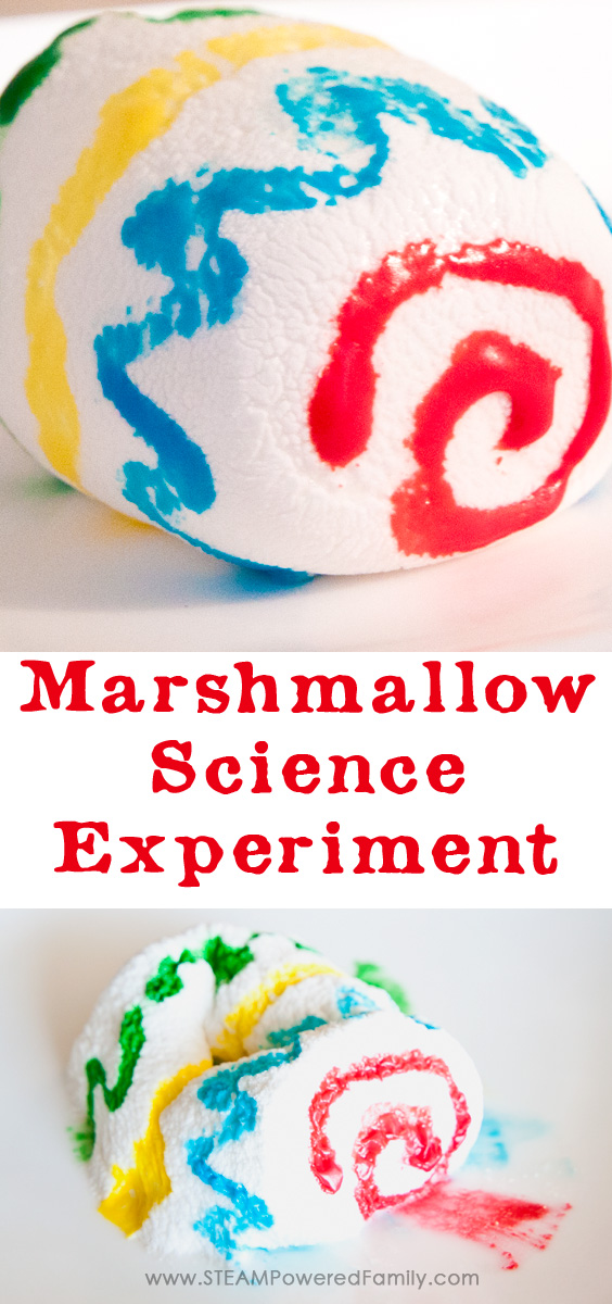 This simple marshmallow science experiment is an engaging STEAM activity for elementary. Learn a little science and a little art, then eat the results! via @steampoweredfam