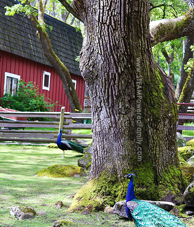 Beacon Hill Petting Zoo Red Barn Peacocks Learning Victoria