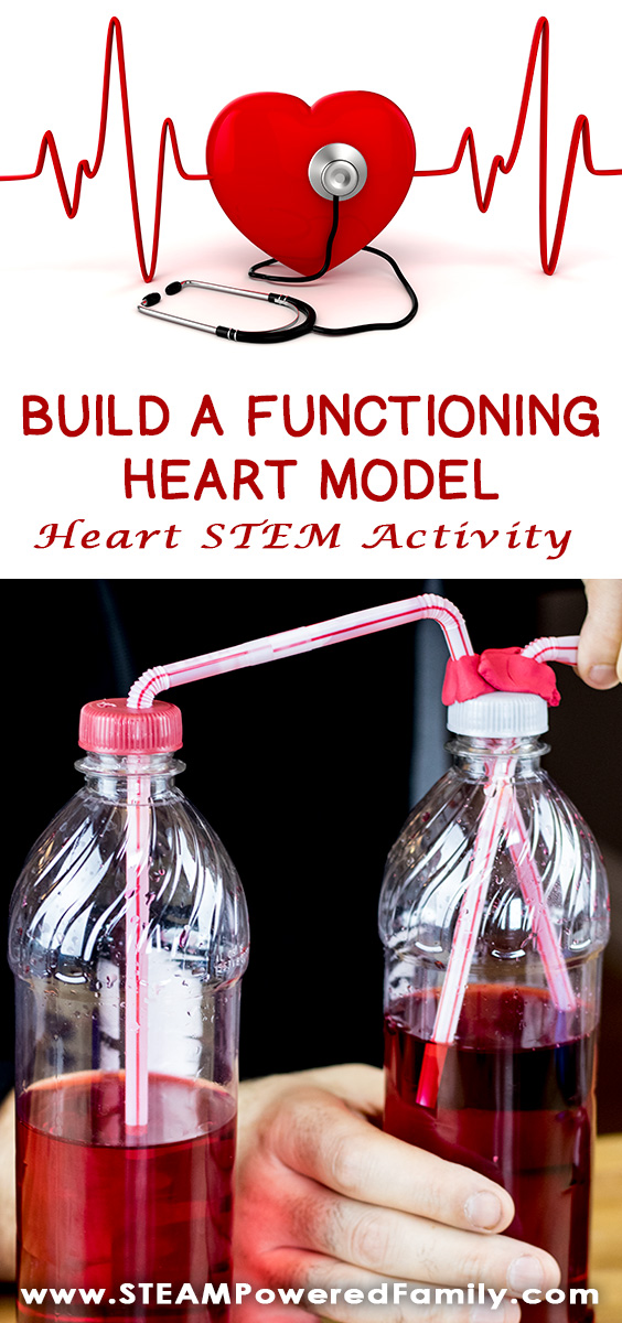 This Heart STEM activity to build a functioning heart model uses all 4 STEM pillars - Science, Technology, Engineering and Math. Kids will spend some time learning about their own heart rates, then how blood flows through the body. For the exciting conclusion engineer and build a functioning model of a beating heart. Click to learn more at STEAM Powered Family. via @steampoweredfam
