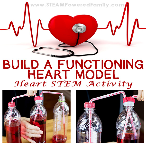 This Heart STEM activity to build a functioning heart model uses all 4 STEM pillars - Science, Technology, Engineering and Math. Kids will spend some time learning about their own heart rates, then how blood flows through the body. For the exciting conclusion engineer and build a functioning model of a beating heart.