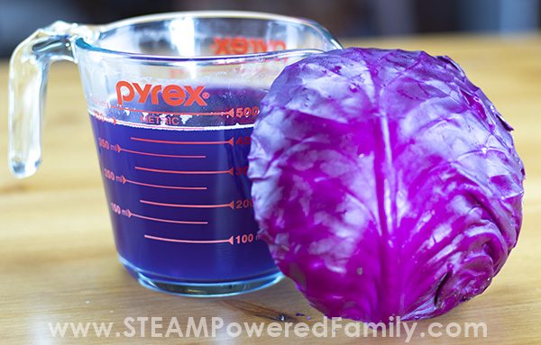 Red cabbage pH indicator makes a fantastic science experiment for kids