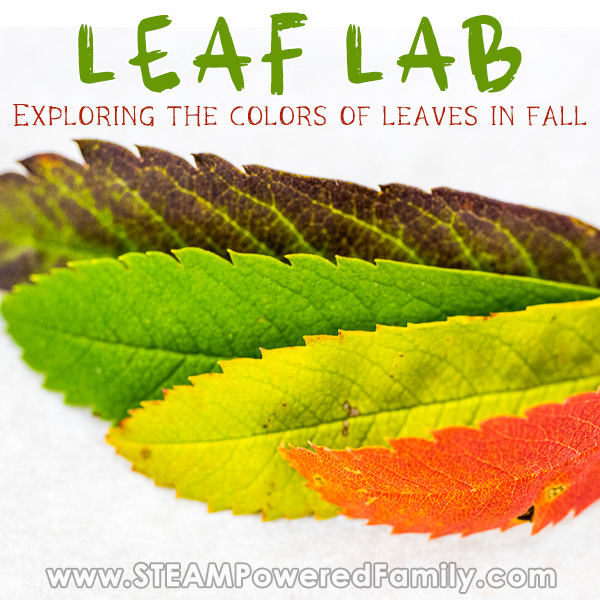 가 색상의 배열에 나뭇잎 잎 실험실 탐험 왜 단풍 변경 색상가