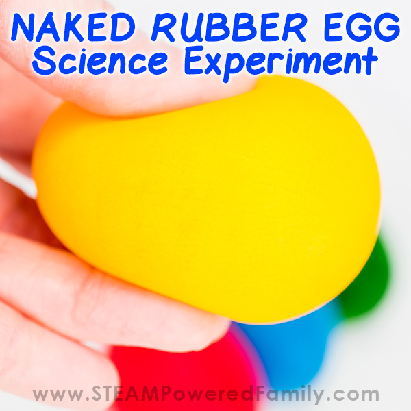 Bouncy rubber egg in vinegar experiment