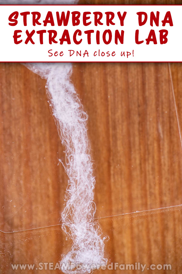Close up of Strawberry DNA