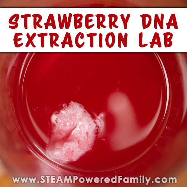Strawberry DNA Extraction Lab