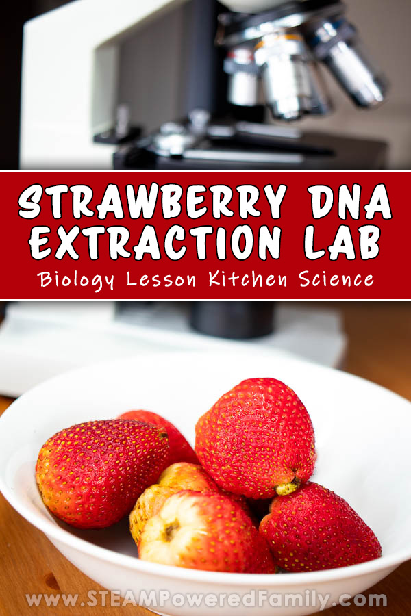 Strawberry DNA Extraction Lab - Learn how to extract the DNA (genetic code) from a strawberry using kitchen supplies in this cool biology lab. Kids will love exploring the blueprints of living organisms, DNA, in this hands on lab, that teaches students how they can easily extract the DNA from a strawberry to examine it under a microscope. A fascinating lab for scientists of all ages. Click to learn more from STEAM Powered Family. via @steampoweredfam