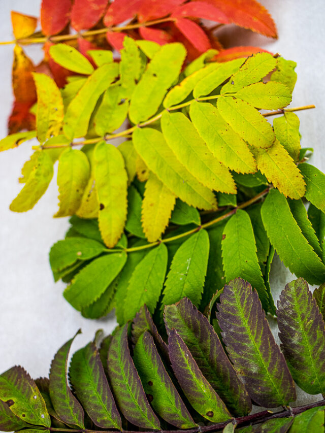 Leaf Lab – Why Do Leaves Change Colour in Fall