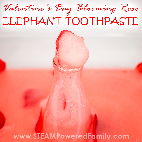 Valentine's Day Science Experiment - Blooming Rose Elephant Toothpaste