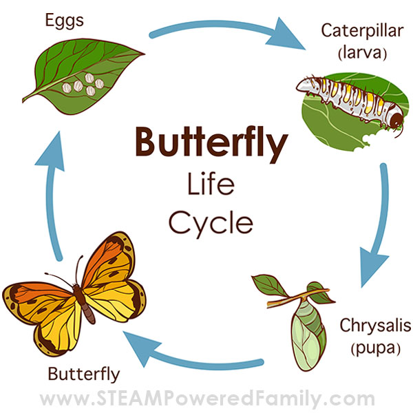 Butterfly Life Cycle Diagram