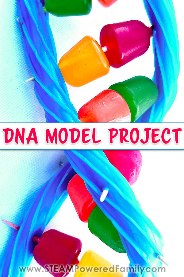 DNA Model project using candy