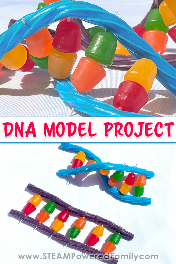 Learn all about DNA, including: What is DNA? Where to find DNA? What does DNA do? Then build a DNA model using easy to find supplies. A fantastic way to introduce young students to the building blocks of life. Follow it up with a DNA extraction experiment. Learn more at STEAMPoweredFamily.com via @steampoweredfam