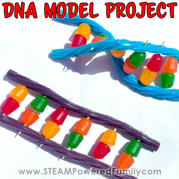 DNA models created with twizzlers and gumdrops