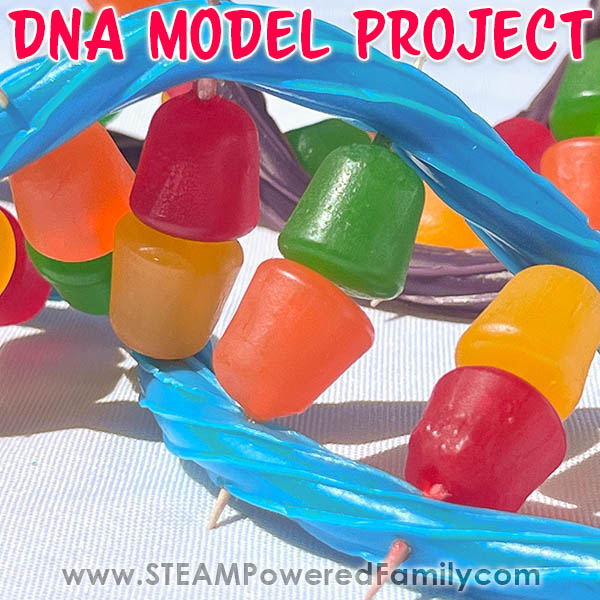DNA Model created with Candy and toothpicks