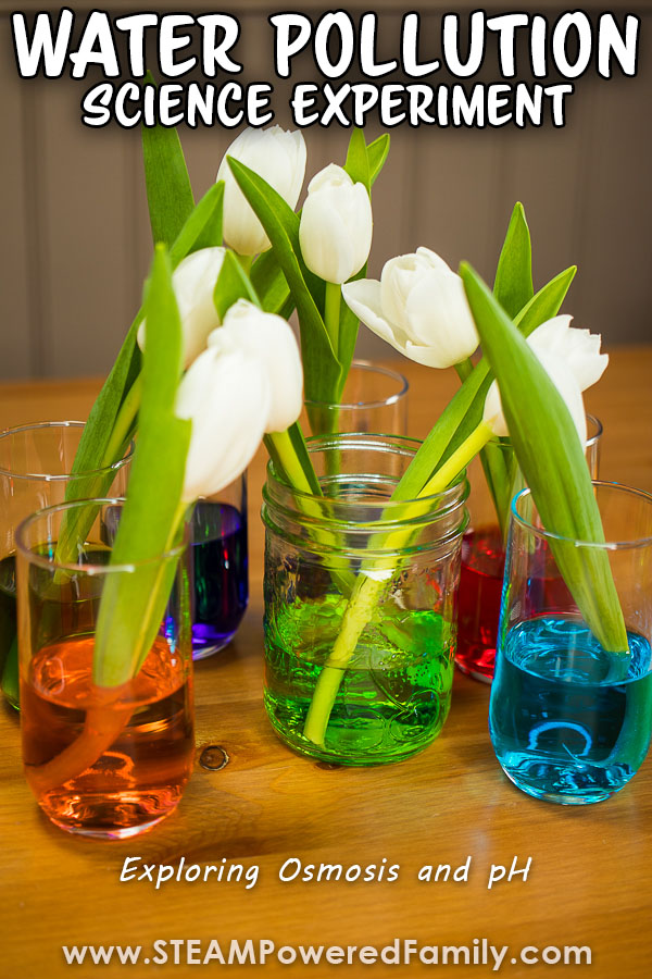 A simple experiment exploring the effects of water pollution on plants. Students learn about osmosis, pH and the scientific method. Perfect for Earth Day or as part of an Environmental Sciences study or a unit study on plants. Visit STEAMPoweredFamily.com for this and more science experiments for kids.  via @steampoweredfam