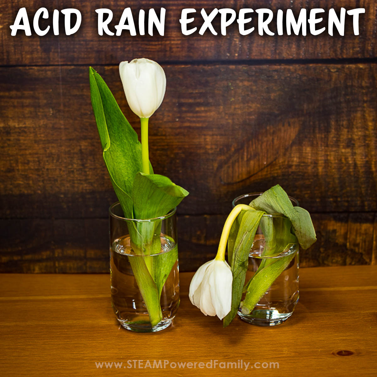 Acid Rain Experiment