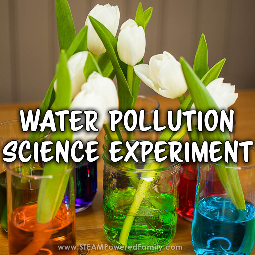 A simple science experiment exploring the effects and damage caused by water pollution on flowers