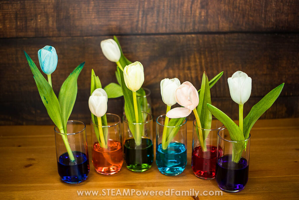 Flowers in coloured water jars in an osmosis polluted water experiment