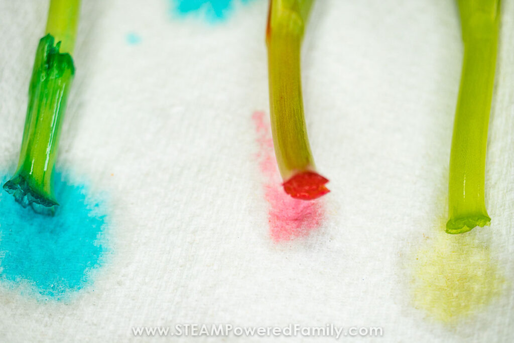 Close up of stems showing osmosis and pollution from food coloring