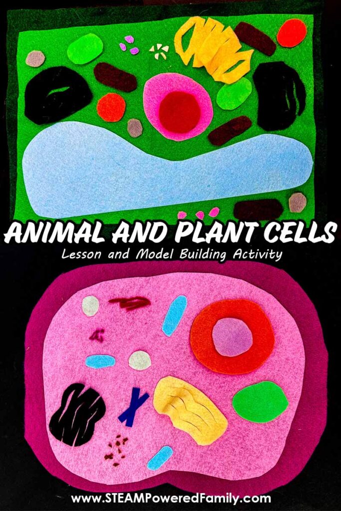 Animal cell model and plant cell model