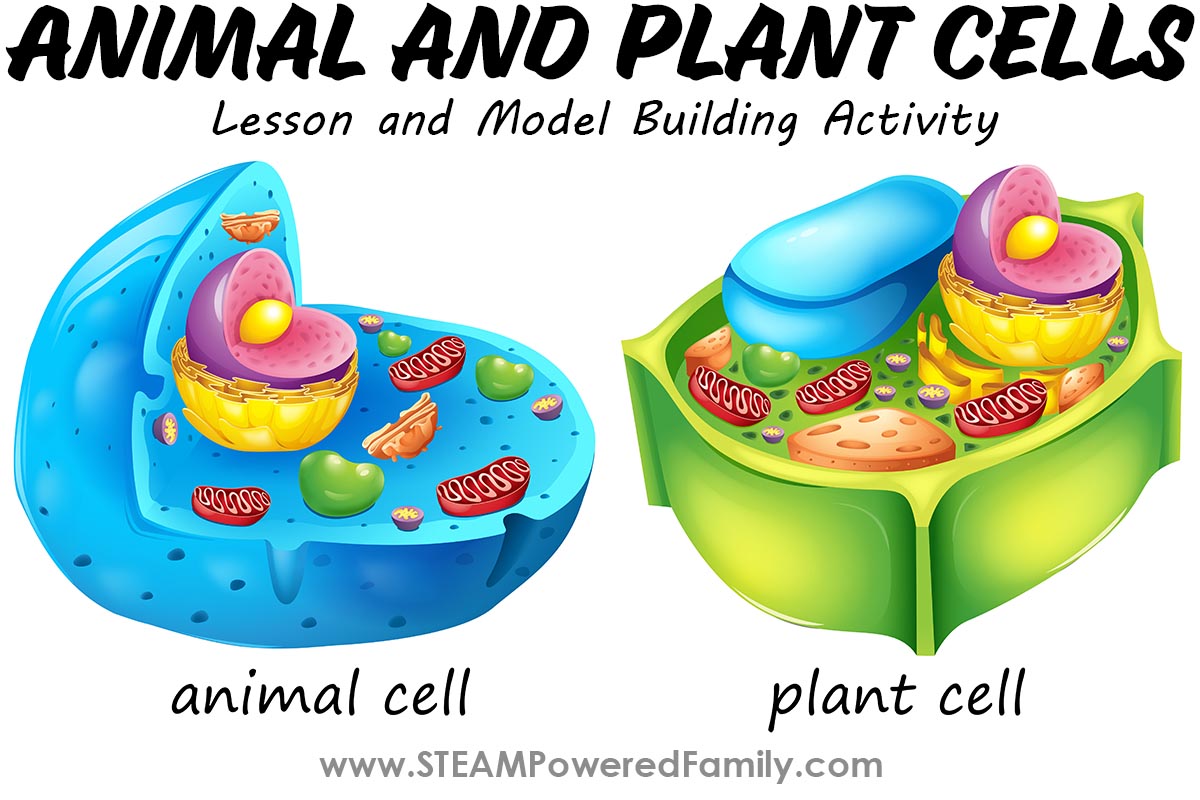 Build a Cell Model and Lesson for Students