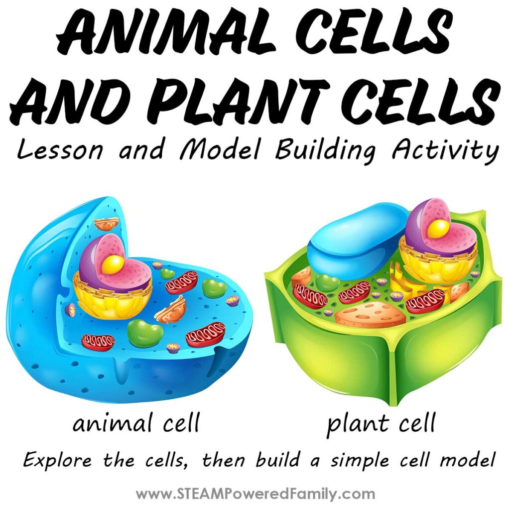 Animal and Plant Cells Model Activity and Lesson