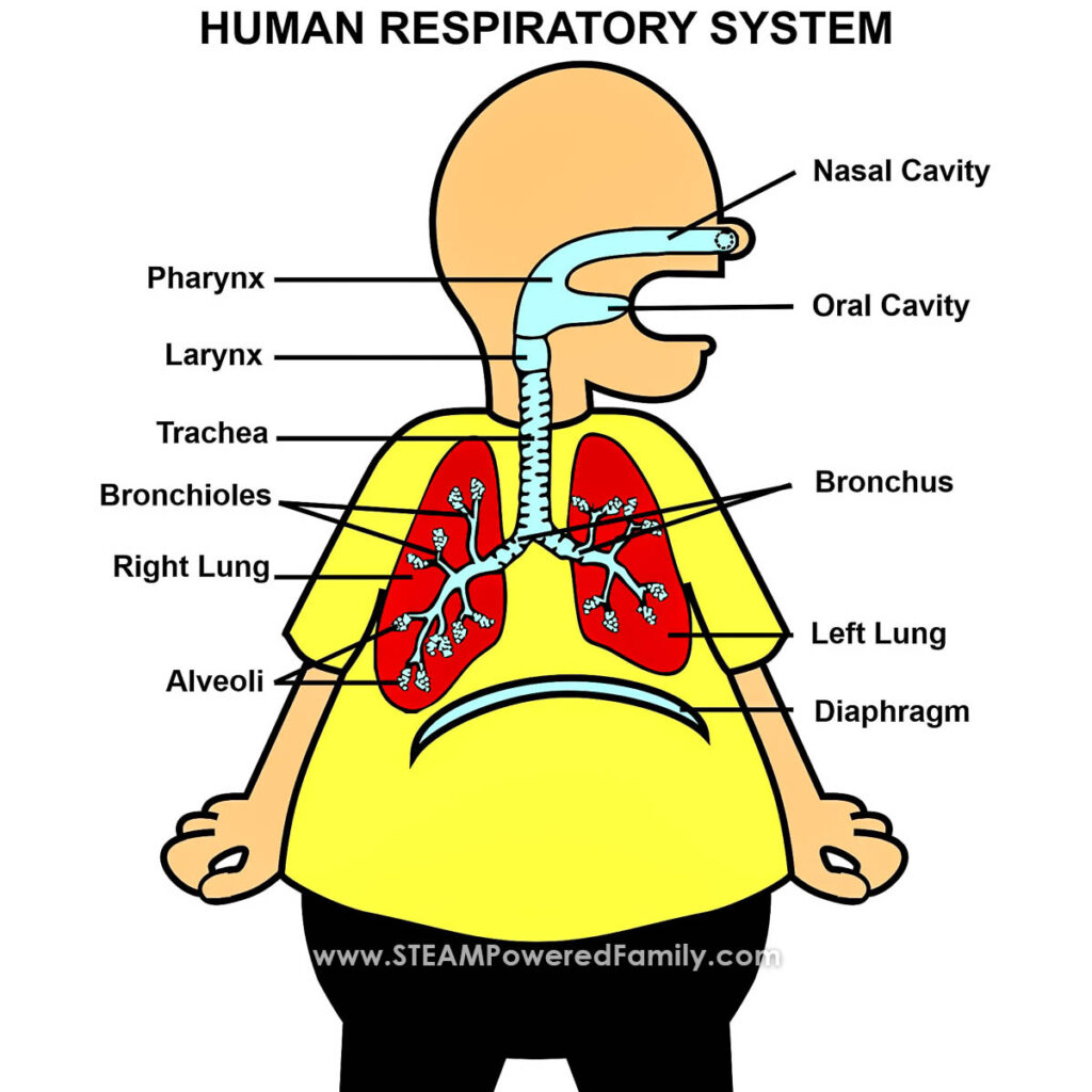 Diagram of human respiratory system for lung model