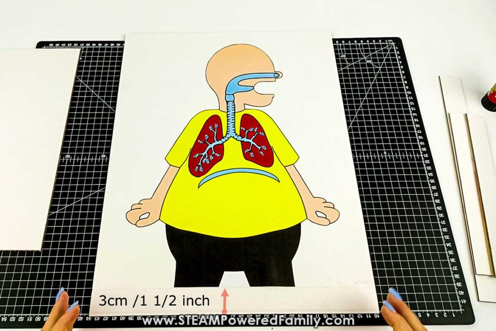 Where to stick the body for lung model project