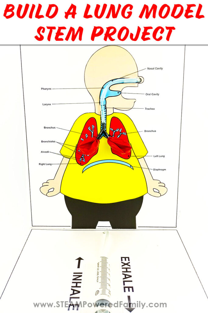 How to build a lung model
