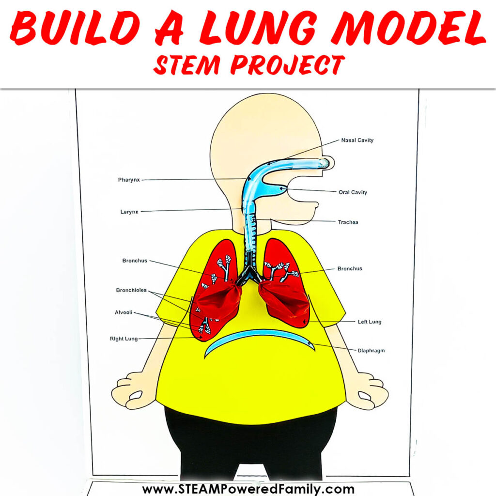 Build a lung model project