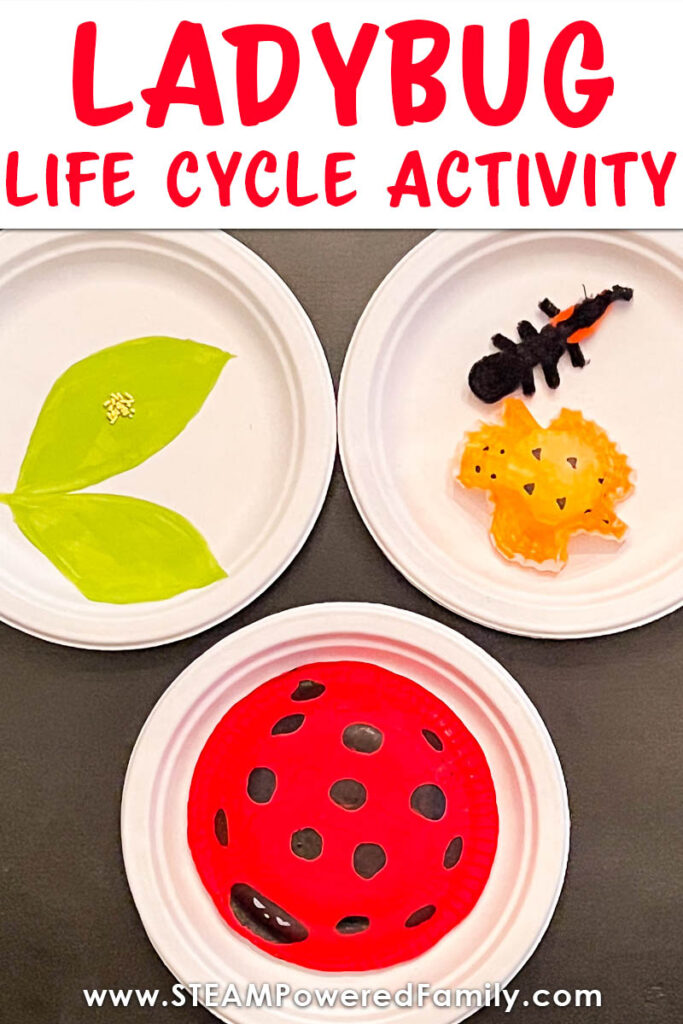 Ladybug Life Cycle Activity and lesson