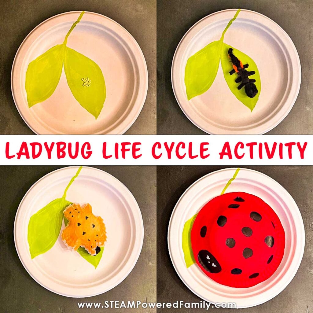 Explore the Ladybug life cycle in this STEM craft activity that encourages students to get hands on as they learn about these cute insects.