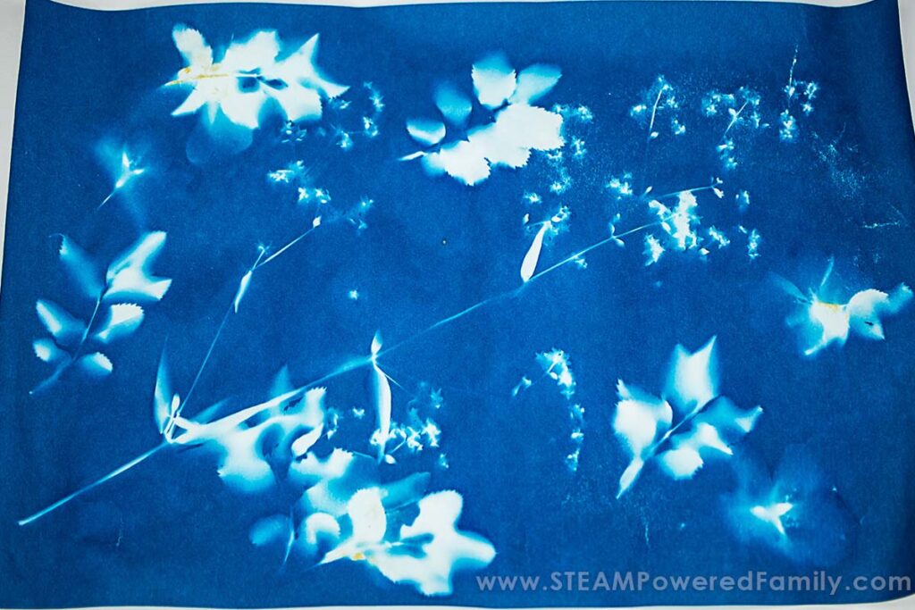 Cyanotype with flowers