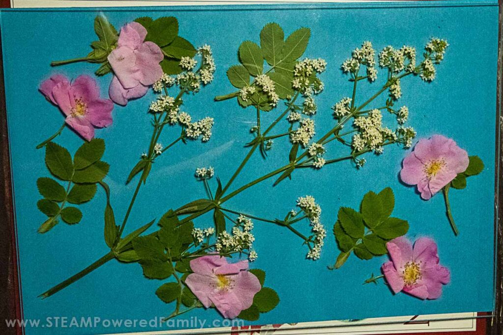 Preparing Flower Cyanotype Print