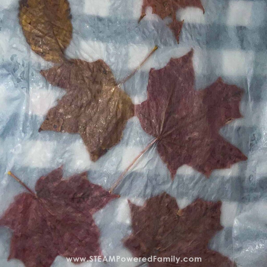 Preserving leaves with wax paper