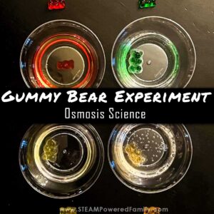 Gummy Bear Experiment The Science Of Osmosis