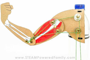 Interactive Arm Model Biology STEM Project