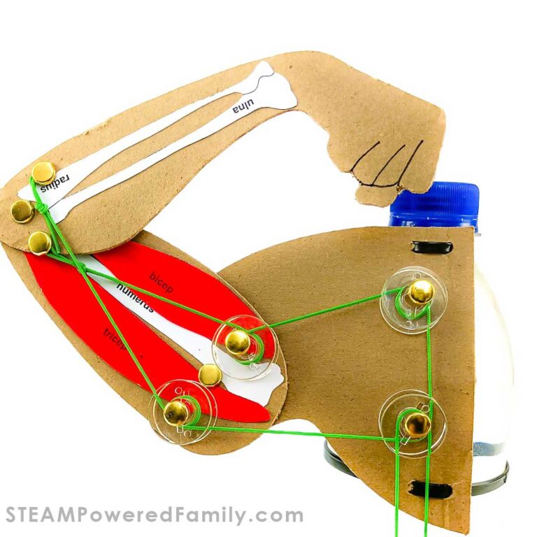 Arm Model Example Interactive Arm Model Biology STEM Project