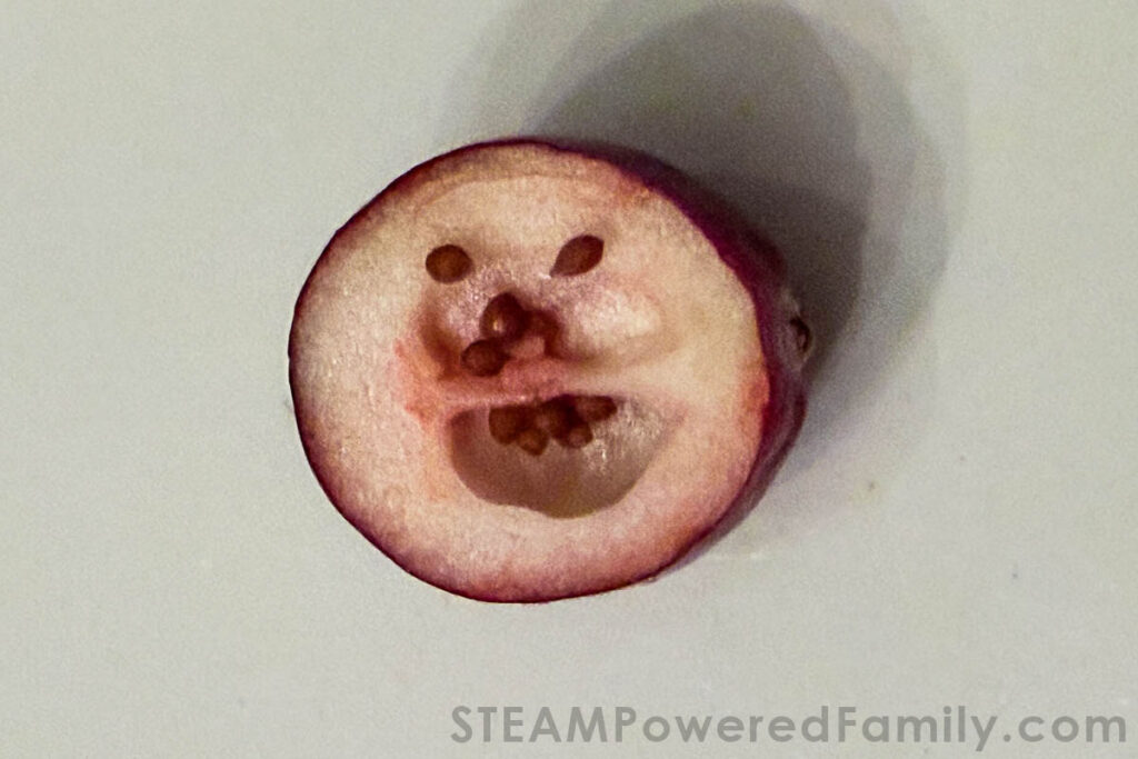 inside a cranberry