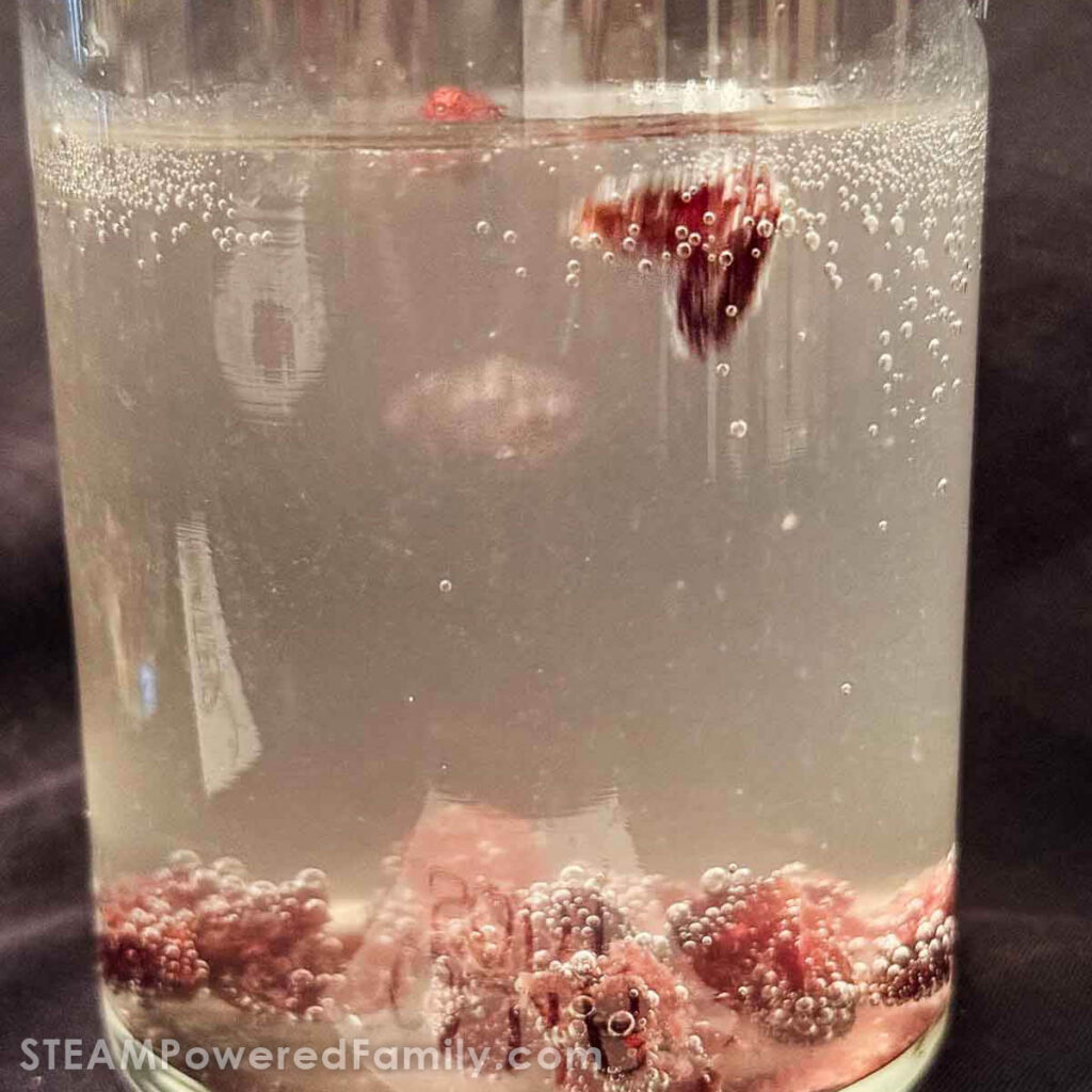 Dancing Cranberries
