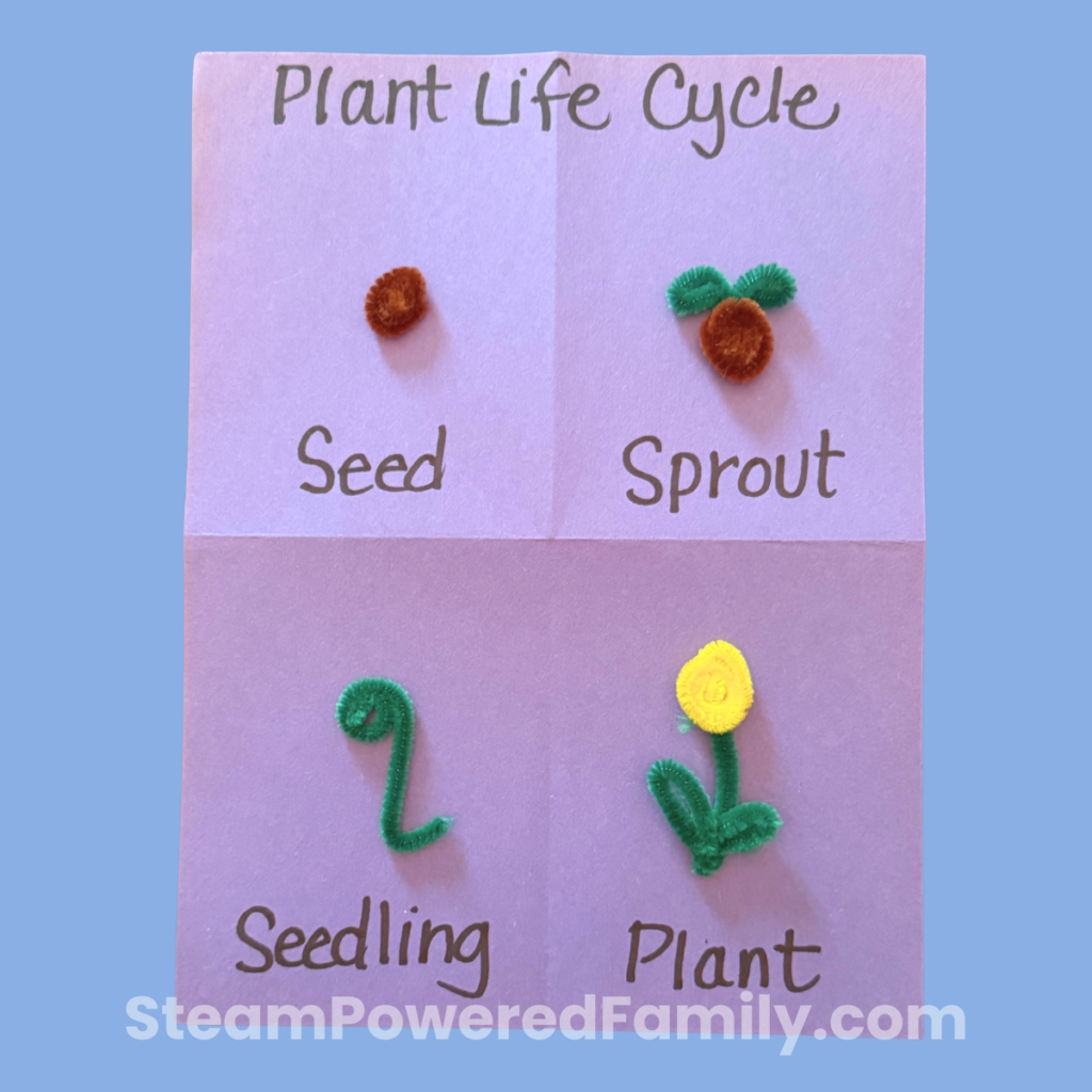 Pipe cleaner flower life cycle