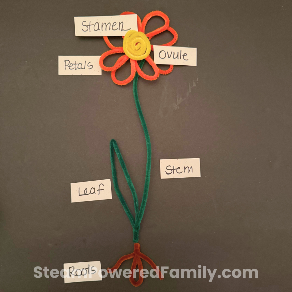Pipe cleaner flower model
