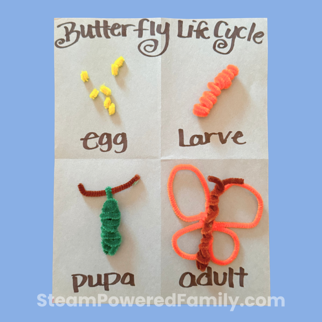 pipe cleaner life cycle of a butterfly