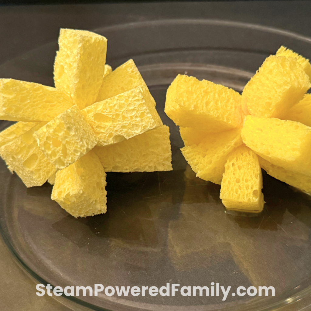 Which sponge can travel the furthest distance? Try this wet vs dry sponge activity during summer camp. 