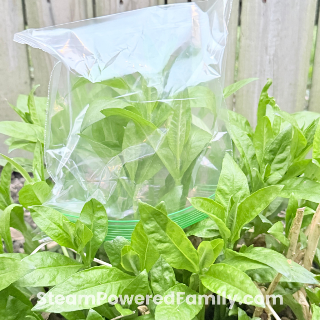 Observe transpiration as water droplets appear on the bag - a fun outdoor experiment to try