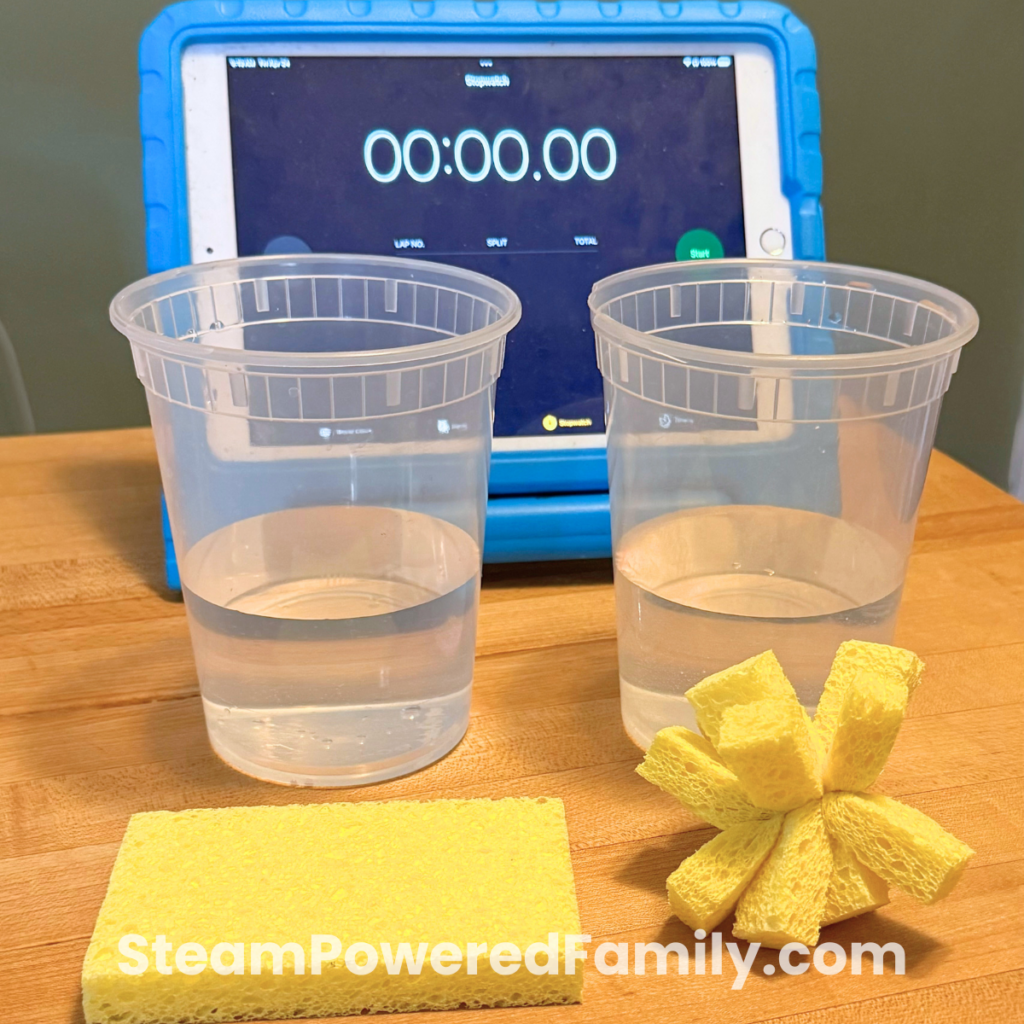 Try the sponge absorption lab for an entertaining summer camp STEM activity. 