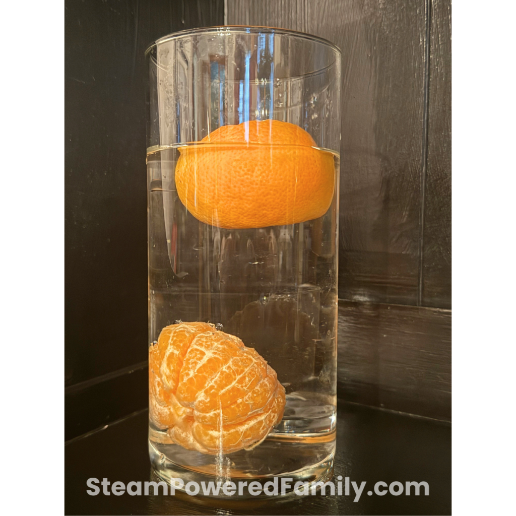 Two oranges, one peeled and one unpeeled, ready for a buoyancy test in a no prep STEM activity with water.
