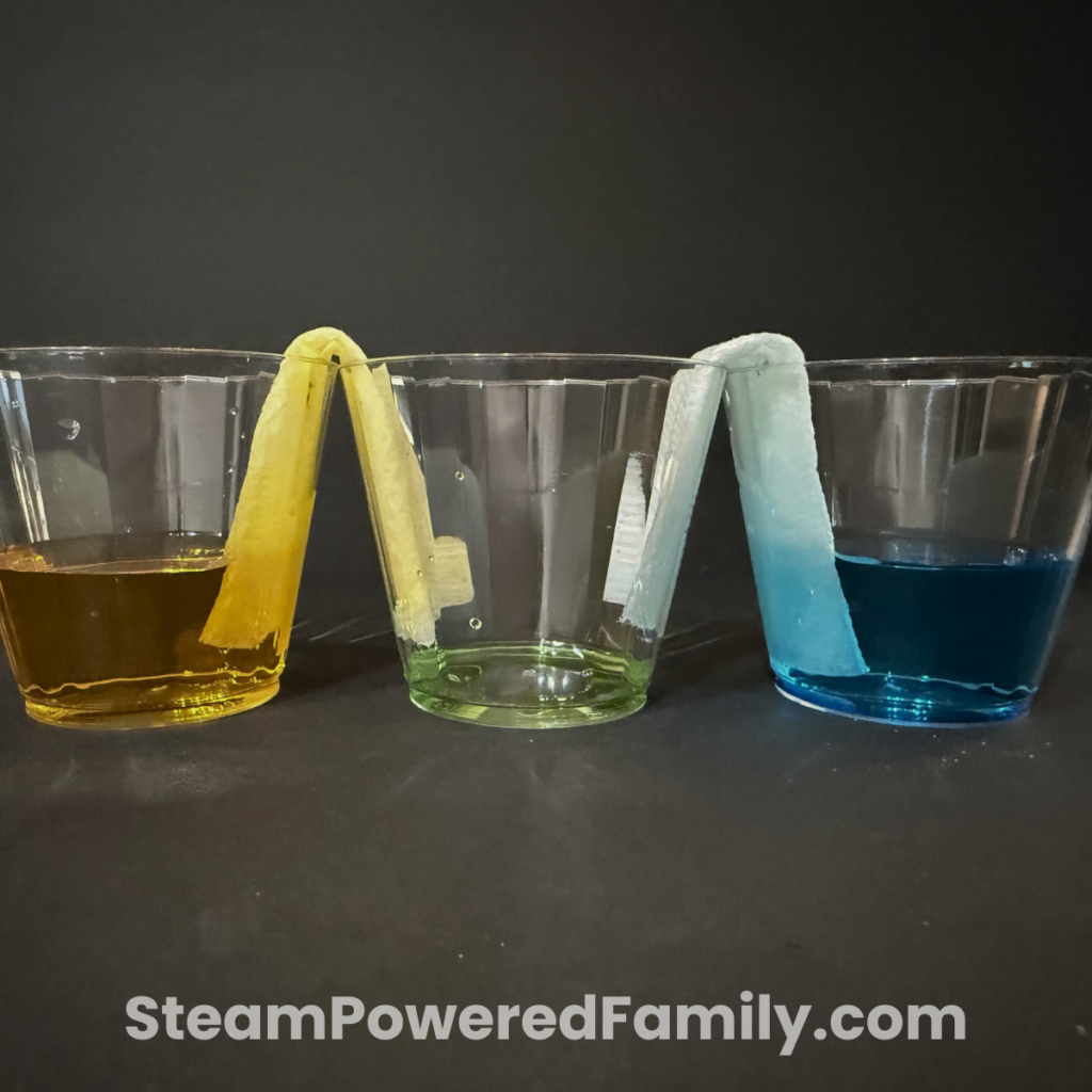 Three cups with paper towels bridging them showing colored water walking from one cup to the next in a capillary action no prep water STEM activity.