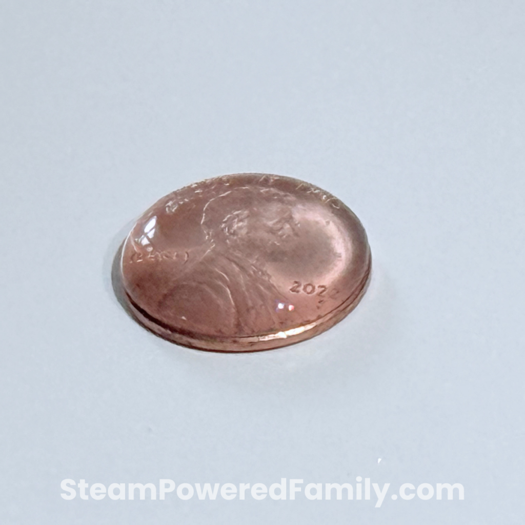 Domed bead of water sitting on top of a penny for a cohesion no prep water STEM experiment.
